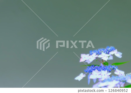 Refreshing blue hydrangea 126840952