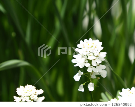 白花 白花 126840992