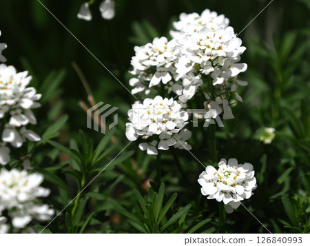  White flower 126840993