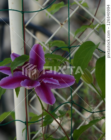 Christmas roses entwined around a fence 126840994