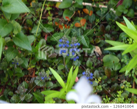 藍色的花 126841004