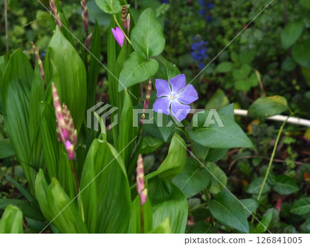 藍色星狀花朵是琉璃苣花蕾 126841005