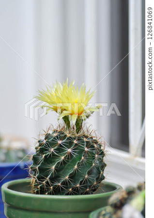 Thelocactus setispinus or Ferocactus hamatacanthus , Miniature Barrel Cactus flower or yellow flower or cactus flower Thelocactus setispinus or Ferocactus hamatacanthus , Miniature Barrel Cactus flower or yellow flower or cactus flower 126841069