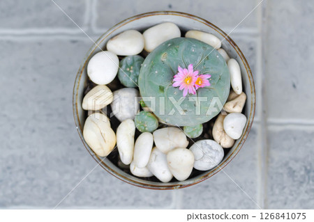 Lophophora fricii or Peyote cactus or Lophophora williamsii , Peyote Lophophora williamsii or cactus with flower 126841075