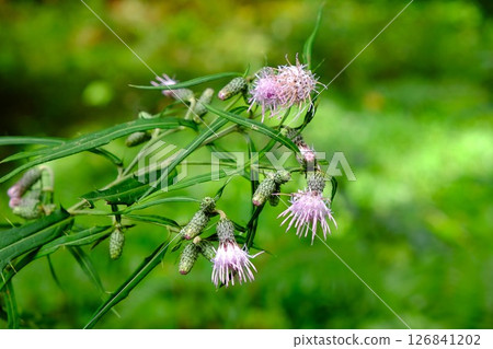 吾妻山薊花盛開[相模原市津久井 10月] 126841202