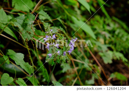 Mountain mint blooms [Tsukui, Sagamihara City, October] 126841204