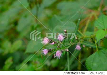 Azuma mountain thistle flowers bloom [Tsukui, Sagamihara City, October] 126841205