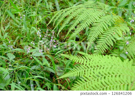 Mountain mint and ferns [Tsukui, Sagamihara City, October] 126841206