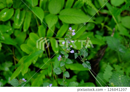 Mountain mint flowers bloom [Tsukui, Sagamihara City, October] 126841207