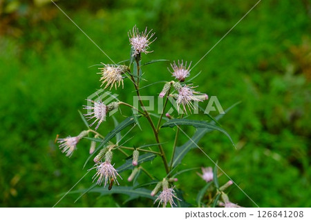 吾妻山薊花盛開[相模原市津久井 10月] 126841208