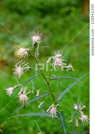 吾妻山薊花 [相模原市津久井 10月] 126841209