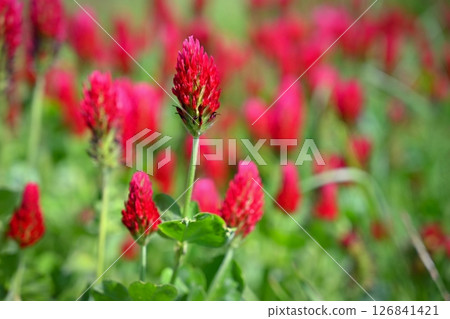 A beautiful blooming red field in the Czech Republic. Concept for nature and agriculture. Beautiful red flowers. Spring nature background. Clover incarnate - Trifolium incarnatum A beautiful blooming red field in the Czech Republic. Concept for nature and agriculture. Beautiful red flowers. Spring nature background. Clover incarnate - Trifolium incarnatum 126841421