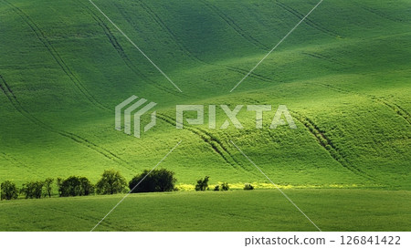 Beautiful spring landscape with field, hills and sunset. Czech Republic - South Moravia (Moravian Tuscany.) Concept for agriculture, travel, environment and nature. Beautiful spring landscape with field, hills and sunset. Czech Republic - South Moravia (Moravian Tuscany.) Concept for agriculture, travel, environment and nature. 126841422
