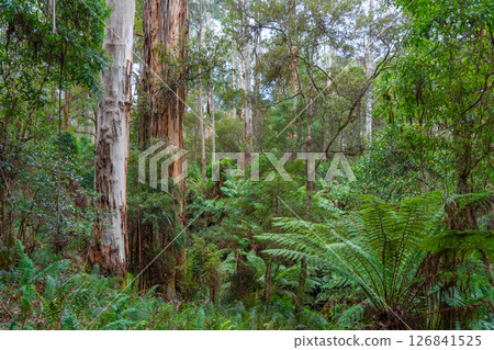 Hiking trail in forest along Cumberland River to Kalimna Falls, Great Ocean Road, Australia Hiking trail in forest along Cumberland River to Kalimna Falls, Great Ocean Road, Australia 126841525