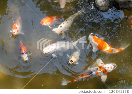 Colorful koi fish in Shukkei-en Japanese garden in Hiroshima, Japan 126841528