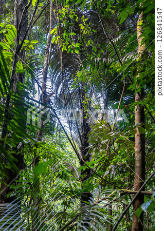 Lush tropical rainforest canopy in Tentena, Sulawesi, Indonesia 126841547