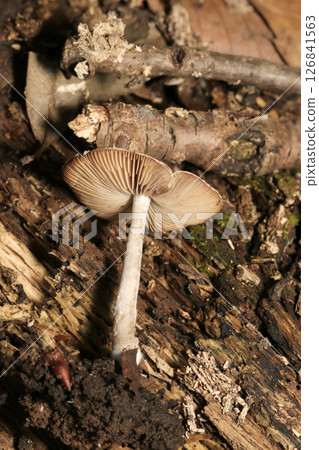 Side of the cap, folds and stem of the genus Acanthus (adult mushroom, macro-photographed with a strobe in a natural environment) Side of the cap, folds and stem of the genus Acanthus (adult mushroom, macro-photographed with a strobe in a natural environment) 126841563