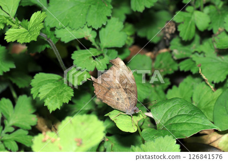 黑燕尾蝶外形酷似枯葉，在綠葉中很容易被發現（自然環境中的微距攝影） 126841576