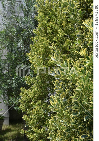 Landscape with green Landscape with green 126841580
