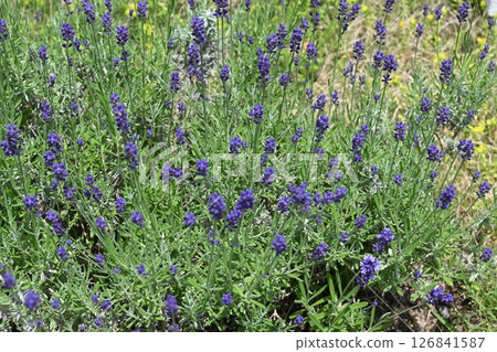 春天田野裡盛開的紫色薰衣草 126841587