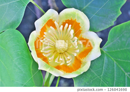 Red and yellow tulip tree flowers (spring, May) 126841698