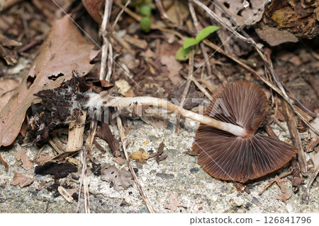 奈由竹菇的白色莖部和褶狀圖案影像（晴朗天空下自然光下的微距拍攝） 126841796