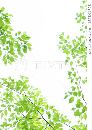 色彩鮮豔的鮮綠色【白色背景】【天空背景】 126841798