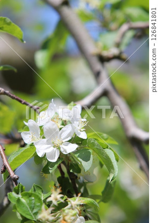 Apple blossoms blooming in the spring sunshine Apple blossoms blooming in the spring sunshine 126841801