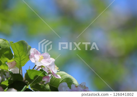 Apple blossoms blooming in the spring sunshine 126841802