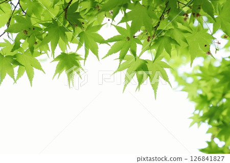 Fresh green maple leaves [White background] [Sky background] 126841827
