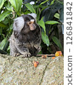 與動物一起生活 126841842