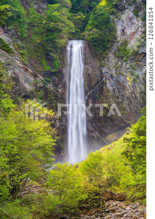 Hirayu Otaki waterfall in the season of fresh greenery [Okuhida Onsenkyo, Hirayu Onsen, Takayama City] 126841854