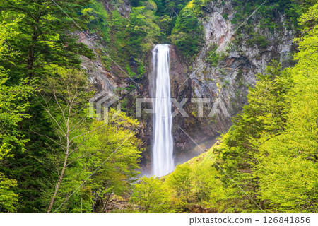 Hirayu Otaki waterfall in the season of fresh greenery [Okuhida Onsenkyo, Hirayu Onsen, Takayama City] 126841856