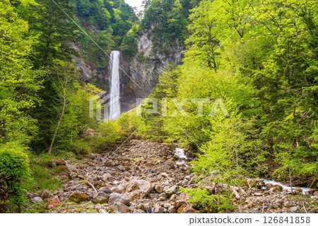 Hirayu Otaki waterfall in the season of fresh greenery [Okuhida Onsenkyo, Hirayu Onsen, Takayama City] 126841858
