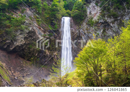 Hirayu Otaki waterfall in the season of fresh greenery [Okuhida Onsenkyo, Hirayu Onsen, Takayama City] 126841865
