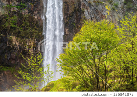 Hirayu Otaki waterfall in the season of fresh greenery [Okuhida Onsenkyo, Hirayu Onsen, Takayama City] 126841872