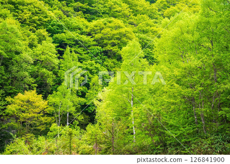 Beautiful fresh greenery in the Okuhida scenery [Okuhida Onsenkyo, Hirayu, and Hirayu Falls area] 126841900