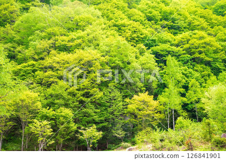 奧飛驒風景秀麗，綠意盎然 [奧飛驒溫泉鄉、平湯、平湯瀑布地區] 126841901