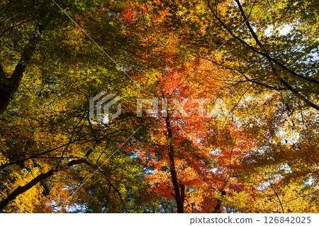 Shinshu in Autumn: Autumn leaves in Karuizawa, Nagano Prefecture Shinshu in Autumn: Autumn leaves in Karuizawa, Nagano Prefecture 126842025