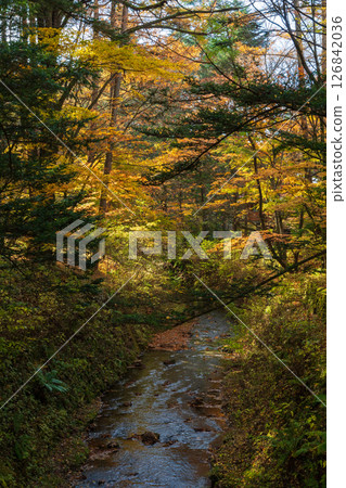 信州之秋：長野縣輕井澤的紅葉 126842036