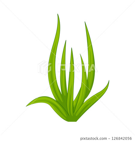 Grass Illustration Grass Illustration 126842056