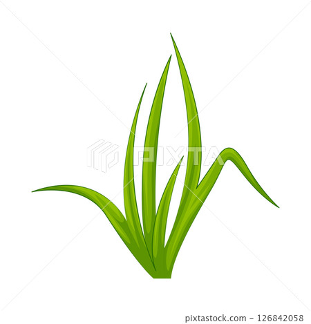 Grass Illustration Grass Illustration 126842058