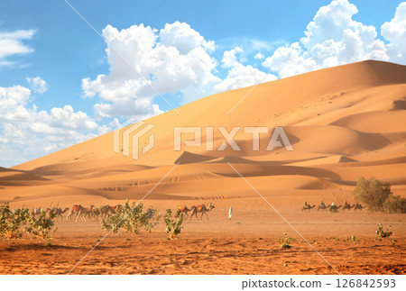 Tourists on train of camels in Sahara desert, Morocco. A traditional tourist attraction - is camel riding in the desert, Africa. Topic of vacation, travel, trip abroad on vacation, cruises and tours 126842593