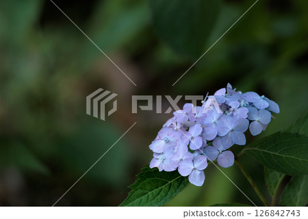 Hydrangeas blooming in vibrant colors under the rainy season sky Hydrangeas blooming in vibrant colors under the rainy season sky 126842743