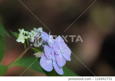 雨季的繡球花在天空的襯托下綻放出鮮豔的色彩 雨季的繡球花在天空的襯托下綻放出鮮豔的色彩 126842752