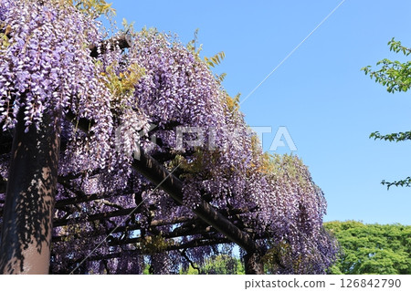 埼玉縣久喜市玉城公園紫藤盛開的景色 126842790