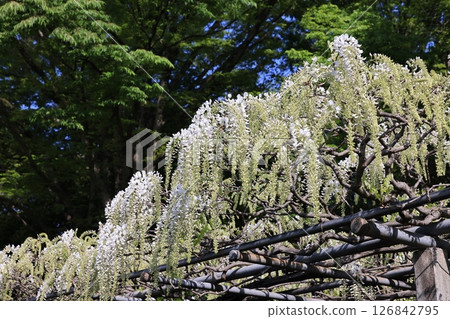 Scenery of white wisteria in full bloom at Tamashiki Park in Kuki City, Saitama Prefecture 126842795