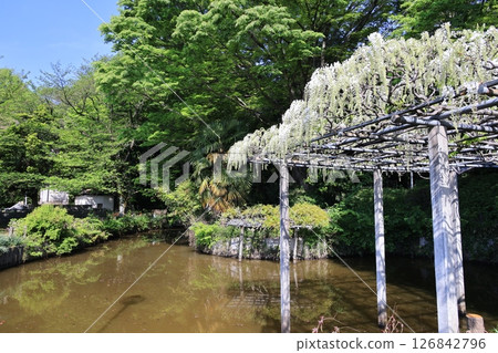 Scenery of white wisteria in full bloom at Tamashiki Park in Kuki City, Saitama Prefecture 126842796
