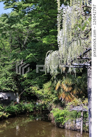 埼玉縣久喜市玉城公園白紫藤盛開的風景 126842797