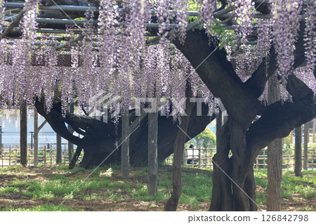 埼玉縣久喜市玉城公園紫藤盛開的景色 126842798